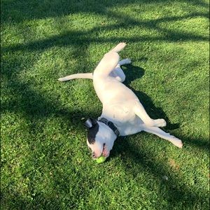 Meet your Posher, Adam